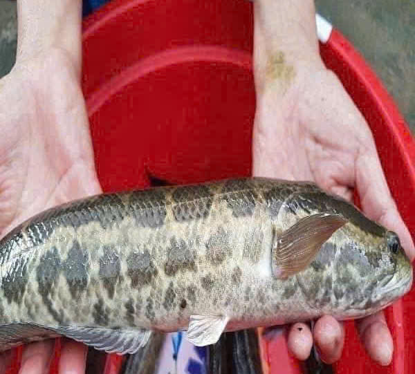 Snakehead fish is good for kidney patients. Photo: Quang Minh.