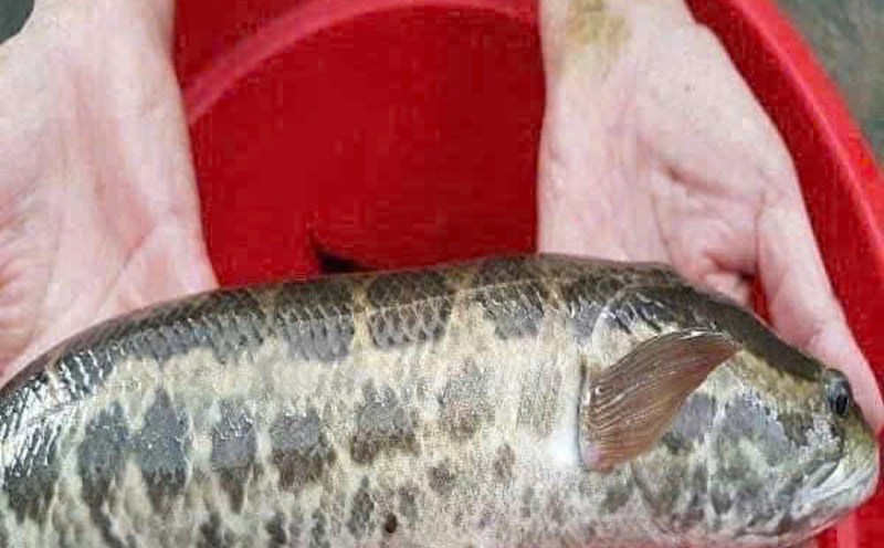 Snakehead fish is good for kidney patients. Photo: Quang Minh.