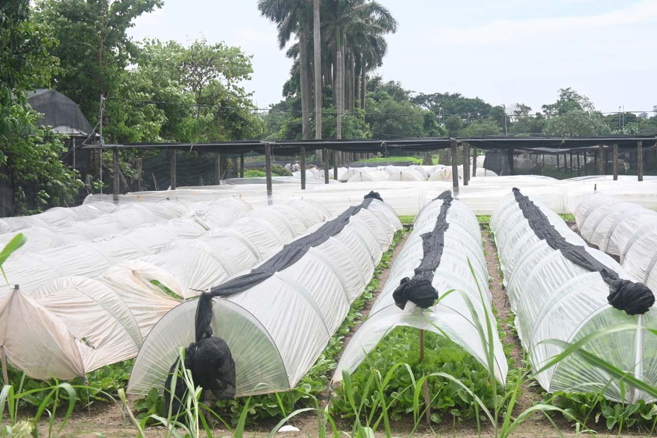 People in the suburbs urgently install nets to protect production areas before storm No. 9 enters. Photo: Thanh Nhan