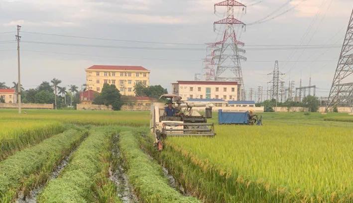 La gente de Thanh Mien cosecha arroz antes de que toque tierra la tormenta Ragasa. Foto: comuna de Thanh Mien