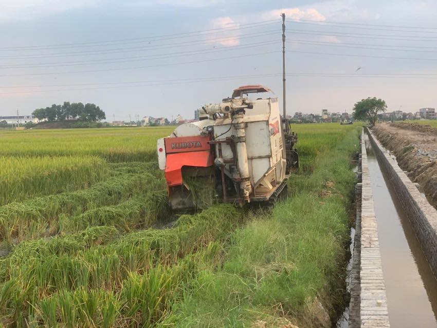 Nong dan xa Thanh Mien (Hai Phong) khan truong thu hoach lua mua de tranh thiet hai do bao so 9. Anh: Xa Thanh Mien