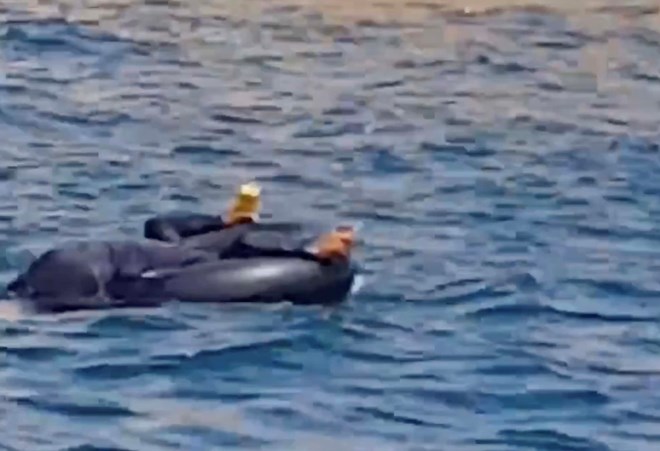 Xuất hiện clip nghi sử dụng mìn đánh cá ở Khánh Hòa, cơ quan chức năng vào cuộc