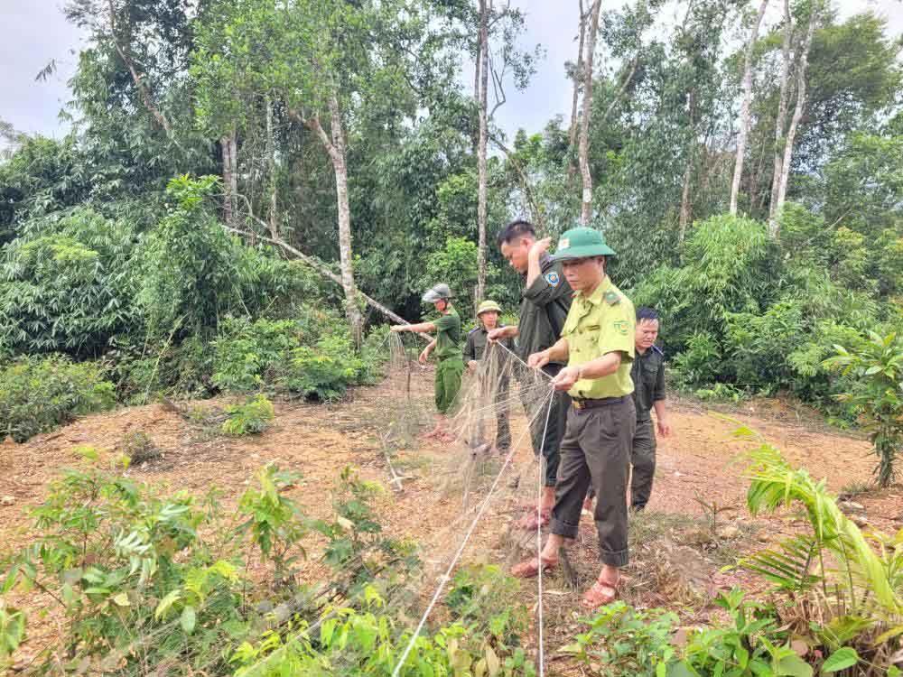 Tiêu hủy nhiều bẫy chim trong rừng phòng hộ