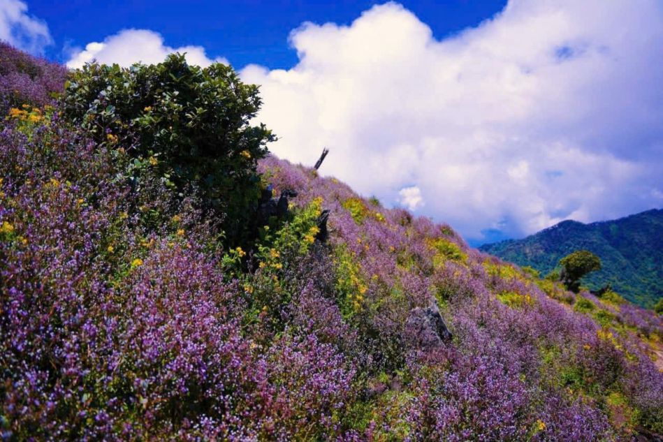 Chi pau flowers bloom on the top of Ta Chi Nhu. Photo: Truong Son