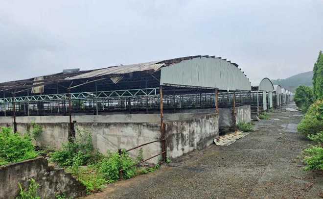 Dự án chăn nuôi bò Bình Hà bỏ hoang chuồng, tập trung trồng dứa