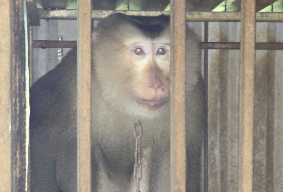 The pig-tailed monkey was discovered by local people. Photo: Trieu Binh Commune People's Committee