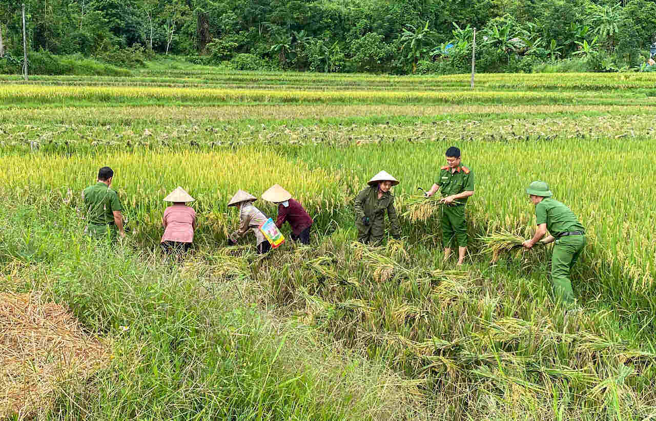 Cong an xa Van Mieu giup nguoi dan gat lua de ung pho voi sieu bao so 9 Ragasa.