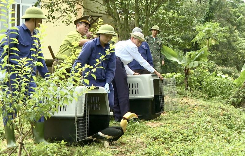The royal pink bird was released into the natural environment. Photo: Provided by Phong Nha- Ke Bang National Park Management Board