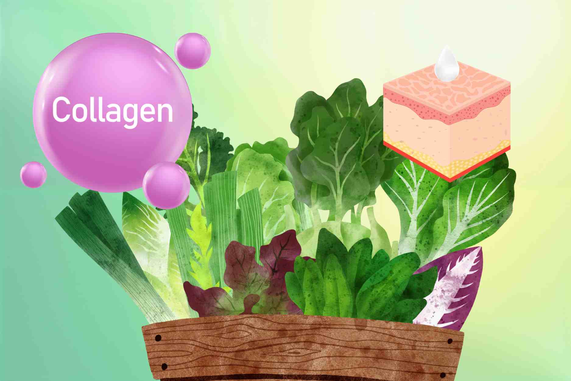 Vegetables contain a lot of natural collagen, help the skin to be smooth