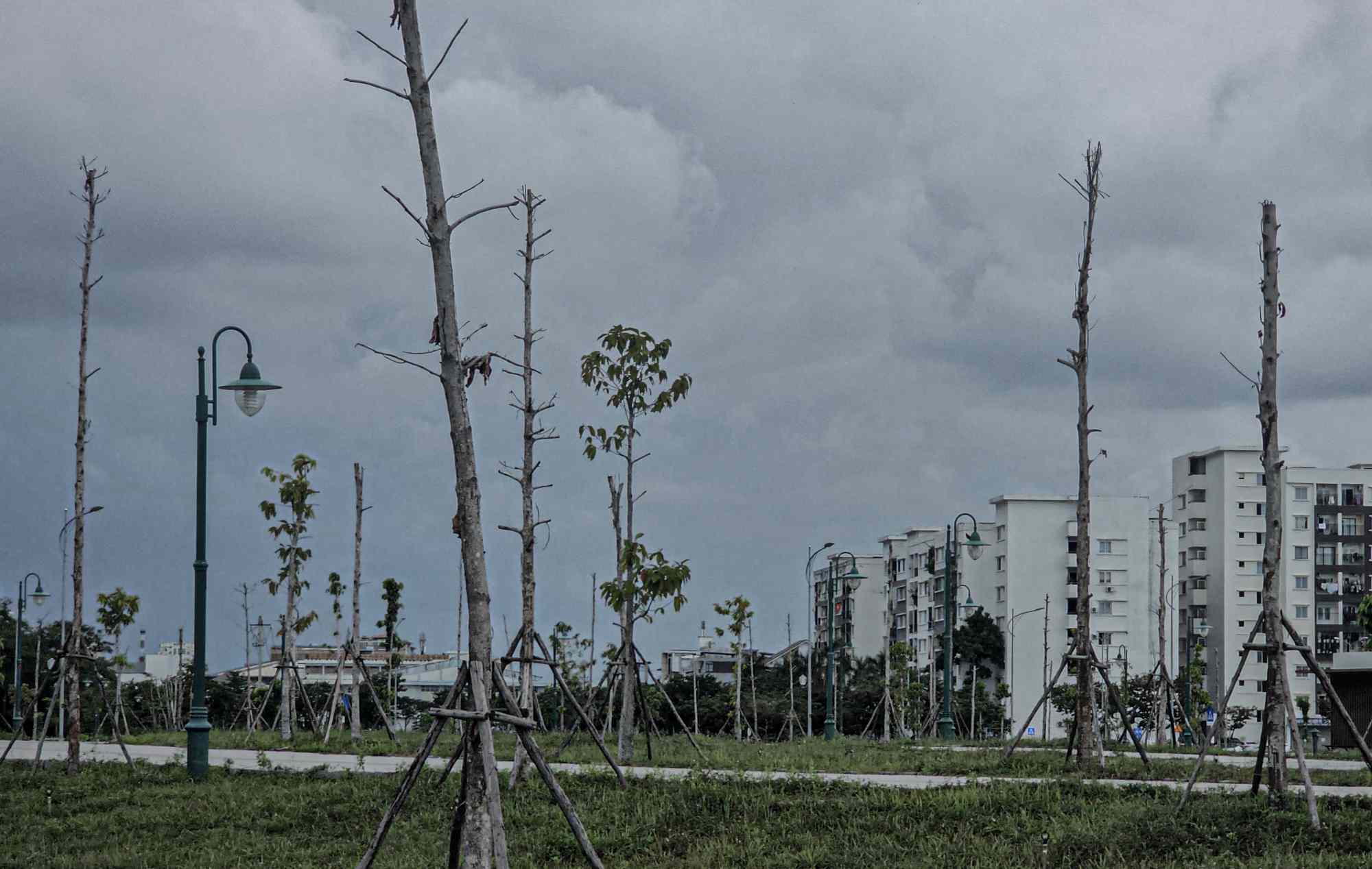 フエ市の集中行政区にある広場、公園、緑地のエリアの多くの木が枯れてしまいました。写真:Nguyen Luan