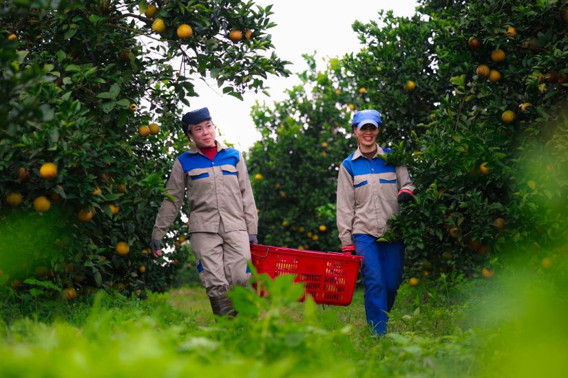 The report "ESG practice process in Vietnam 2025" by PwC Vietnam shows that 89% of enterprises have ESG commitments at different levels. Photo: Hai Nguyen