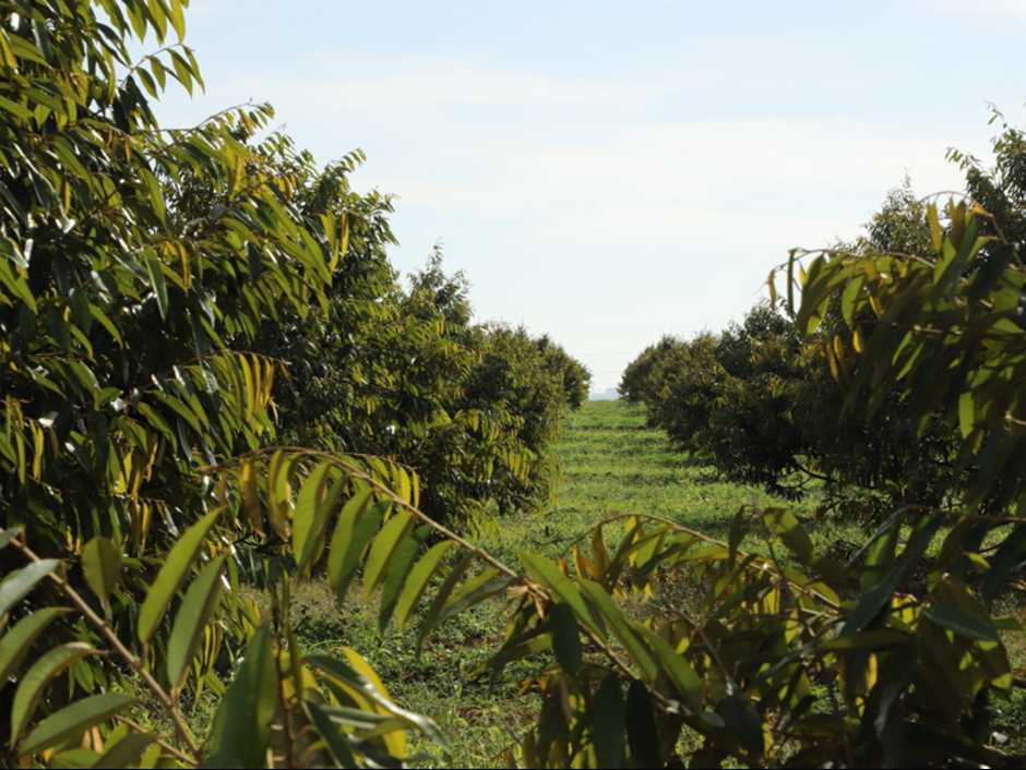 Hoang Anh Gia Lai is taking strong measures to handle bond debt, and businesses are also stepping up investment in growing coffee and mulberries. Photo: HAGL