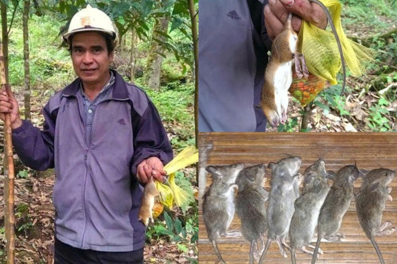 Nguoi Xo Dang tren dinh Ngoc Linh doc suc bao ve vuon sam khoi giong chuot vang tinh ranh, pha hoai. Anh: Nguyen Hoang