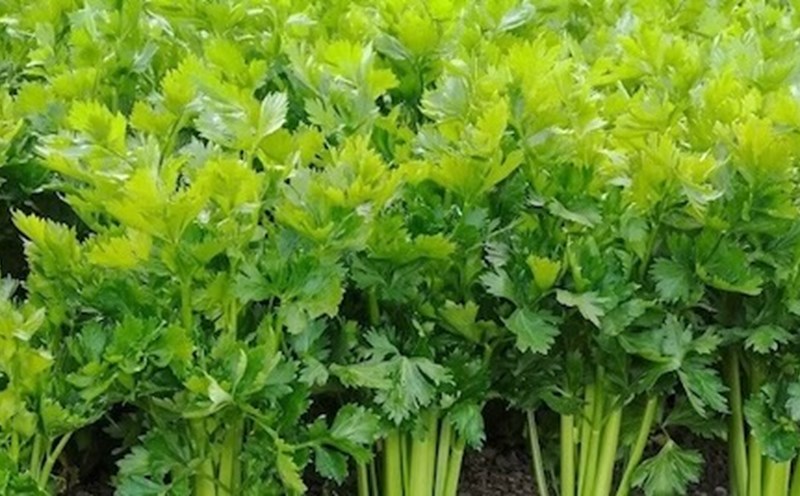 Parsley is said to help detoxify the kidneys. Photo: Kieu Vu