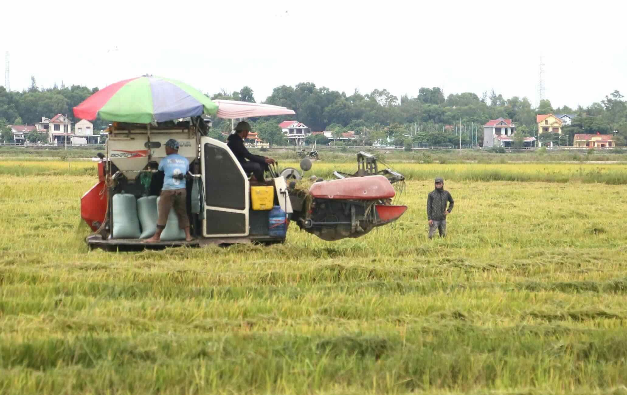 Farmers in Quang Tri harvest rice "storming". Photo: Thanh Van