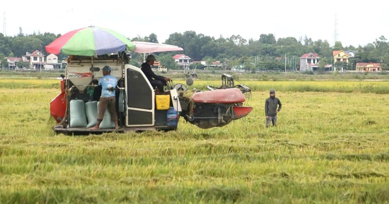 Farmers busy harvesting more than 1,300 hectares of rice