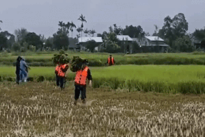 The army and people are trying to harvest rice in heavy rain before storm No. 10 makes landfall. Photo: Quang An