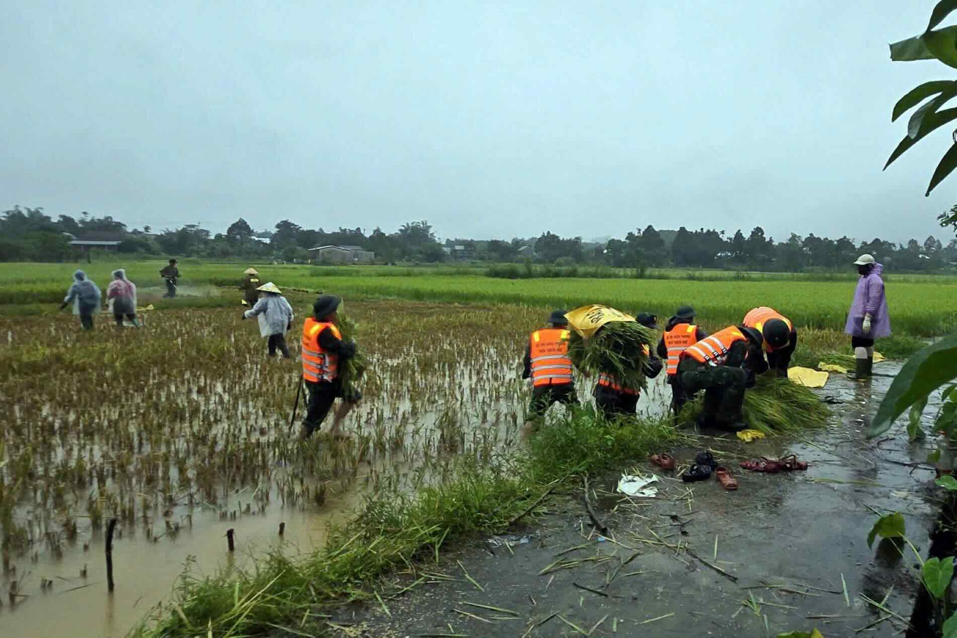 Tren tuyen bien gioi dat lien, cac don Bien phong tang cuong luc luong ho tro Nhan dan thu hoach lua vu He thu; phoi hop voi chinh quyen dia phuong ra soat cac diem xung yeu, co nguy co sat lo, lu quet de co phuong an ung pho. 