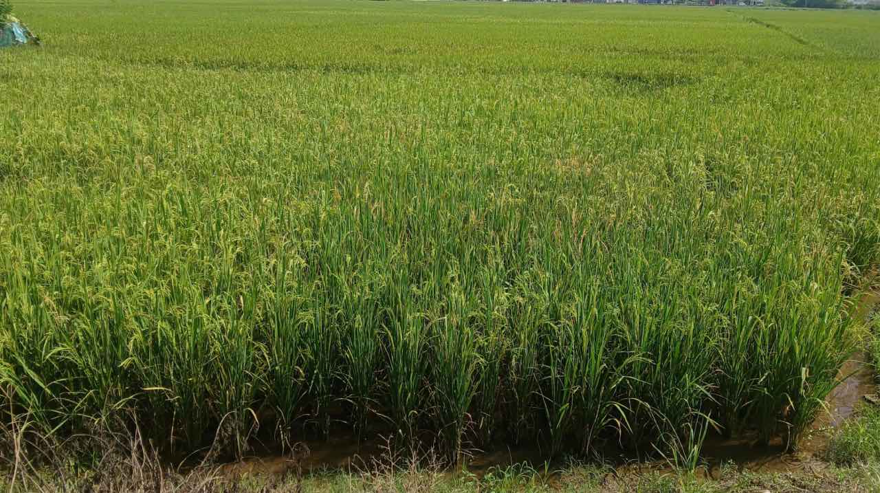 Remove water from the fields to prevent rice from pouring before storm No. 10. Photo: Thanh Nhan