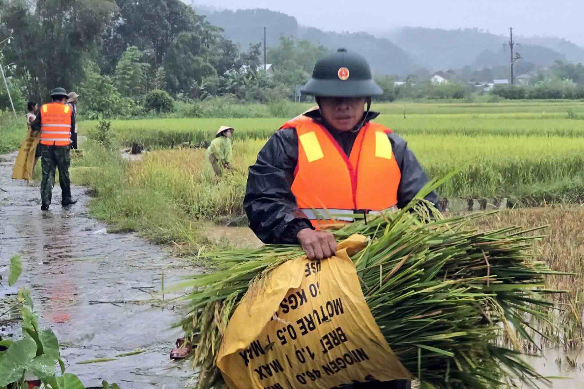 Luc luong vu trang giup dan gat lua ung pho bao so 10. Anh: Vo Tien.