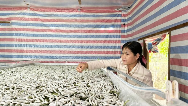 Nữ cán bộ xã đưa con tằm về mở hướng làm giàu cho người dân K’Ho ở Lâm Đồng