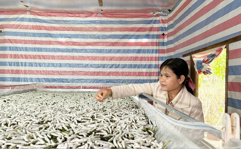 Ms. Ko Lieng K'hon - Vice President of the Farmers' Association of Dam Rong 4 commune (Lam Dong province) - pioneered the cultivation of mulberry and mulberry to raise silkworms for Cheng trading. Photo: Do Lam