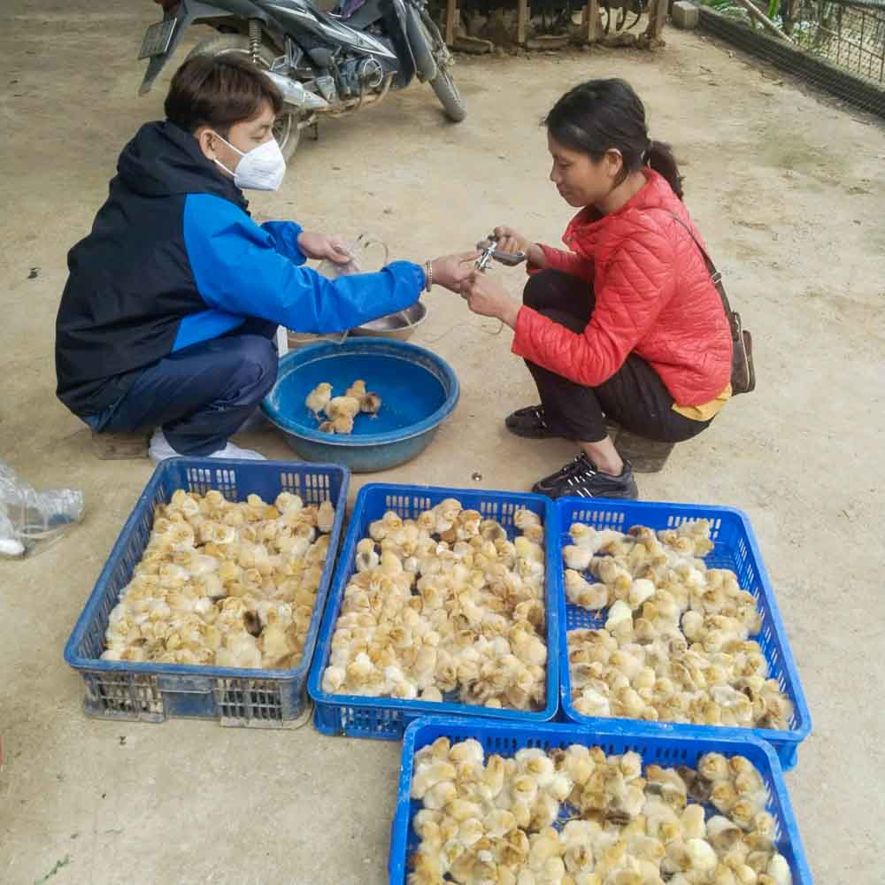 Lang Son da chuyen manh tu tu duy “san xuat nong nghiep” sang “kinh te nong nghiep”, chu trong phat trien cac vung cay trong, vat nuoi chu luc. Anh: K.L