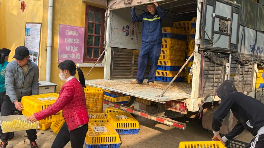 Lạng Sơn đã chuyển mạnh từ tư duy “sản xuất nông nghiệp” sang “kinh tế nông nghiệp”, chú trọng phát triển các vùng cây trồng, vật nuôi chủ lực.