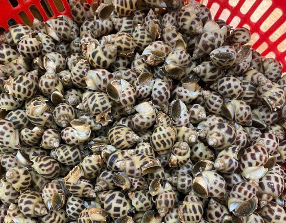 Choosing fresh snails needs to apply some basic principles. Photo: Tuan Dat