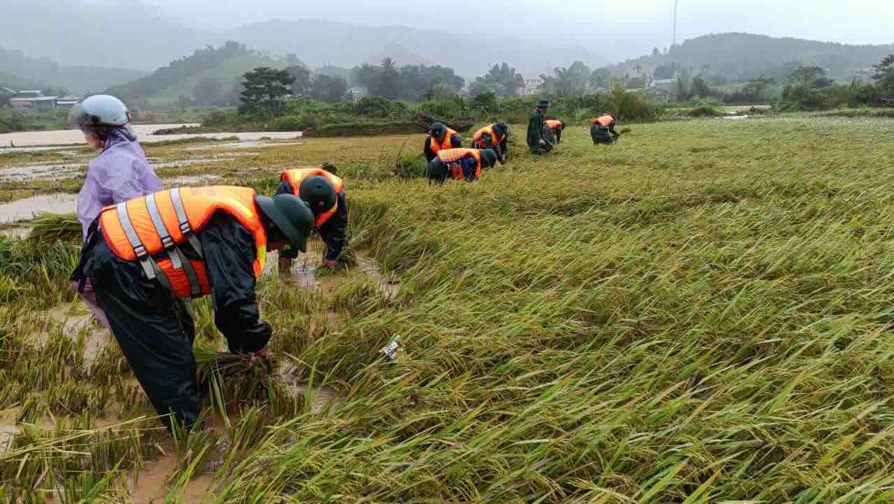 Border guards race against time and harvest rice to help people limit damage caused by storm No. 10 Bualoi. Photo: Vo Tien