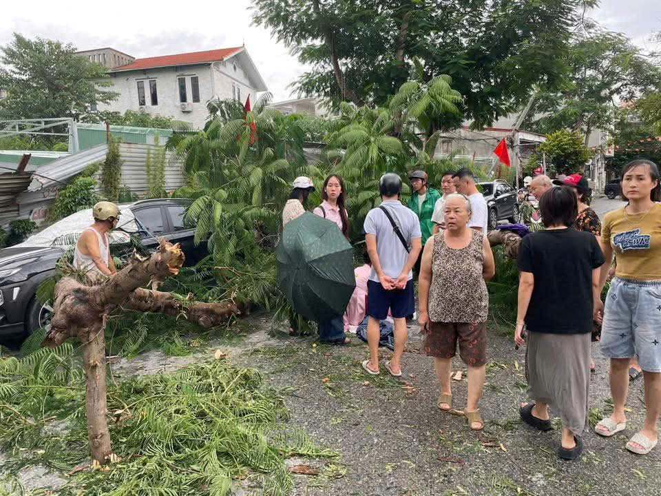 The trees were broken and fell all over the plains of Gia Vien, Hai Phong. Photo: People's court