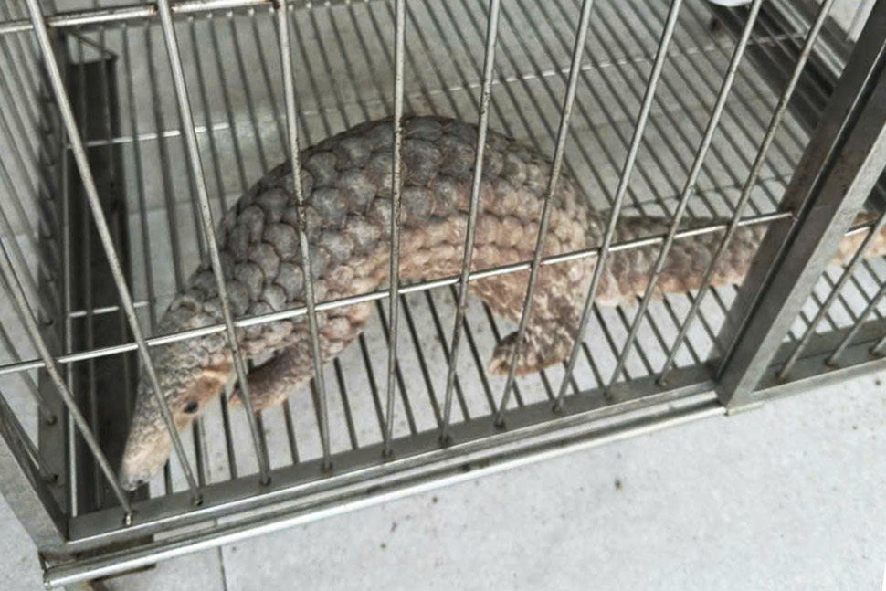 El cuerpo de una macabra rara fue entregado por el Sr. Quang a la policia. Foto: Policia