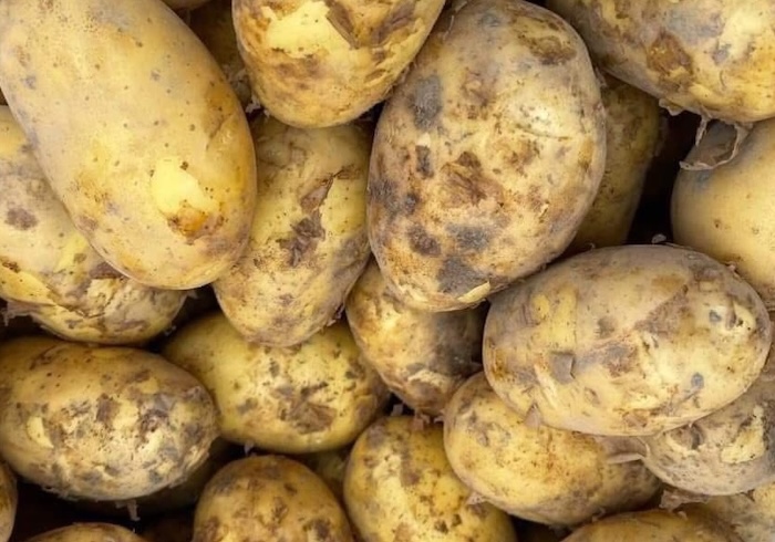 Potatoes are nutritious, but people with kidney failure should limit their use in their diet. Photo: Kieu Vu