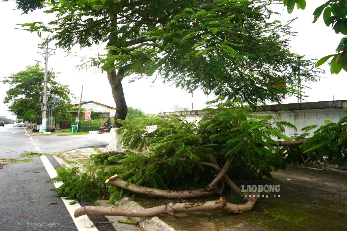 Khu vuc Do Son cung nhu mot so tuyen duong trung tam thanh pho da ghi nhan tinh trang cay coi gay do do gio lon. Ảnh: Mai Dung