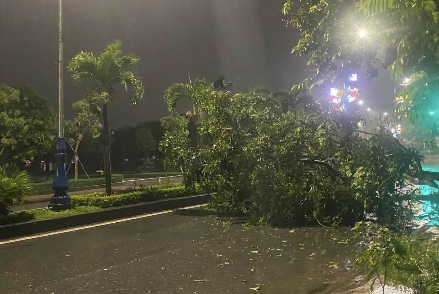 Due to the impact of storm No. 10, many trees in Quang Tri fell. Photo: Hai Duong