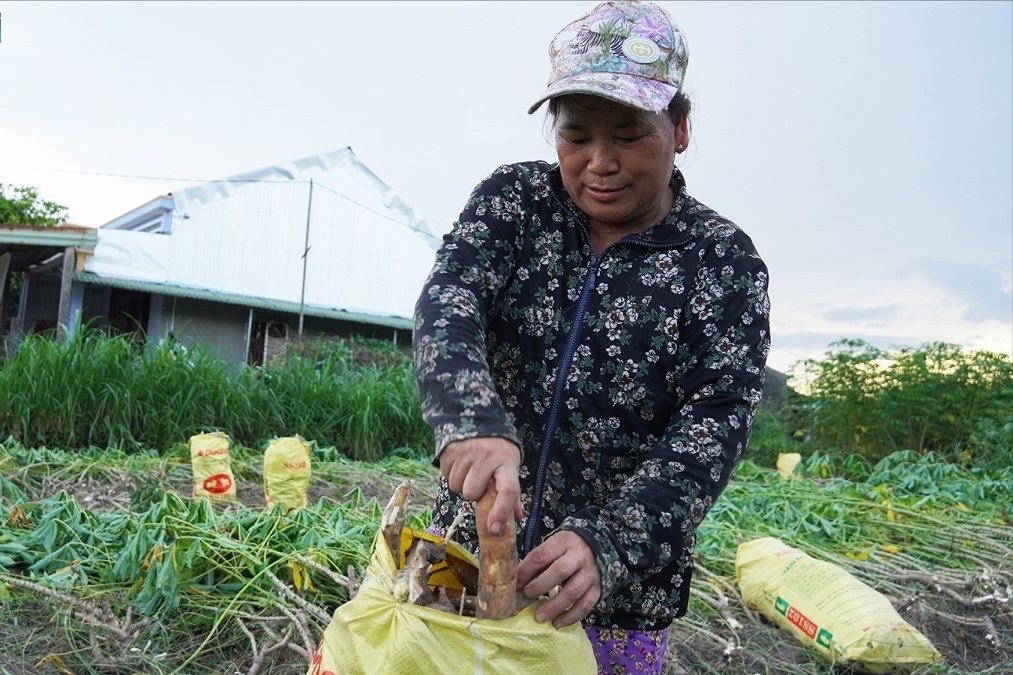 카사바 가격 급락으로 꽝응아이 카사바 재배 농가 손실 발생. 사진: Vien Nguyen