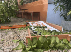 Storm No. 10 knocked down trees and blew off corrugated iron roofs in Bac Quang Tri. Photo: Cong Sang