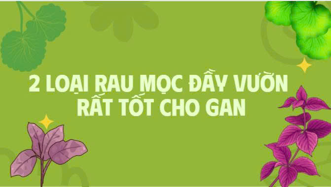 2 types de legumes qui poussent partout dans le jardin tres bons pour le foie