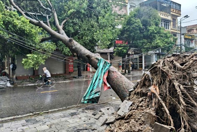 Bí thư thôn ở Thanh Hóa tử vong do cây đổ khi đi chống bão số 10 Bualoi