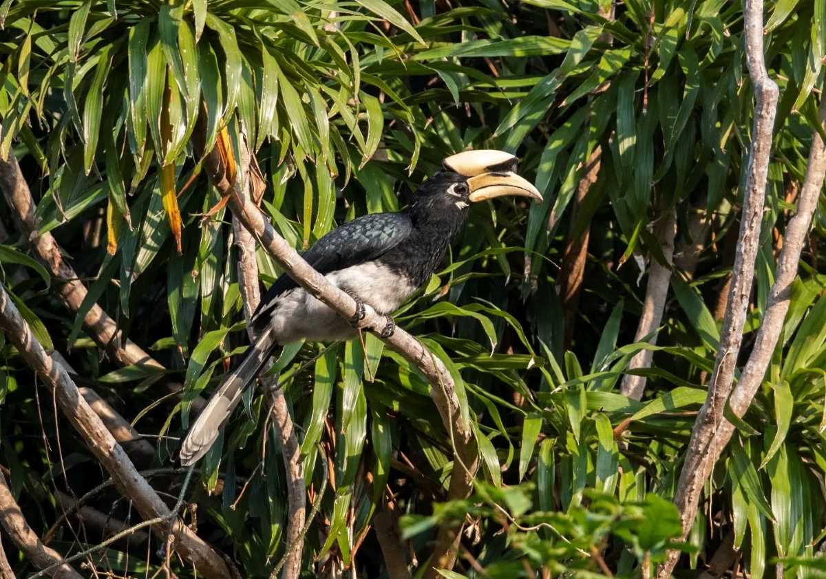 White-bellied sand crow. Photo: Bai Tu Long National Park Management Board