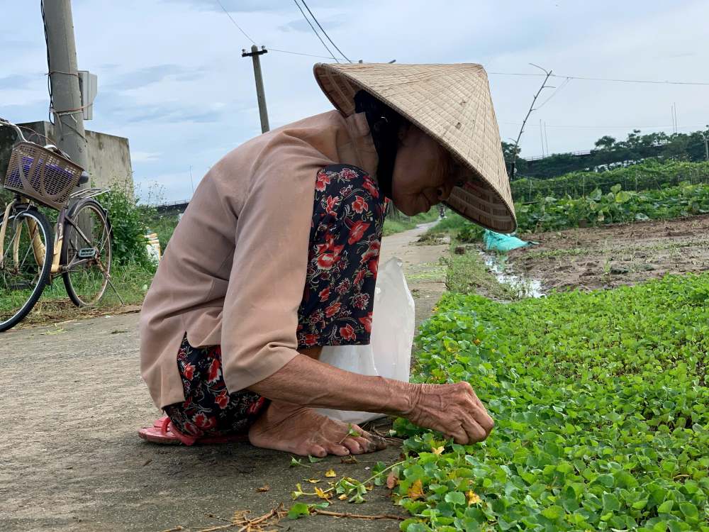 Nhieu ho dan canh tac thuong xuyen cho rang trong rau mua nay nhu ca cuoc voi thoi tiet. Anh: Thanh Huyen