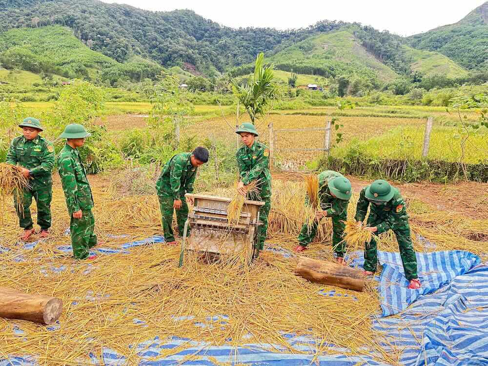 Bo doi bien phong ho tro nguoi dan gat lua sau bao so 10. Anh: Q. An.