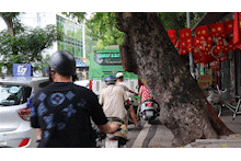 A row of curved trees waiting to fall, Hanoi residents are worried about the lurking accidents.