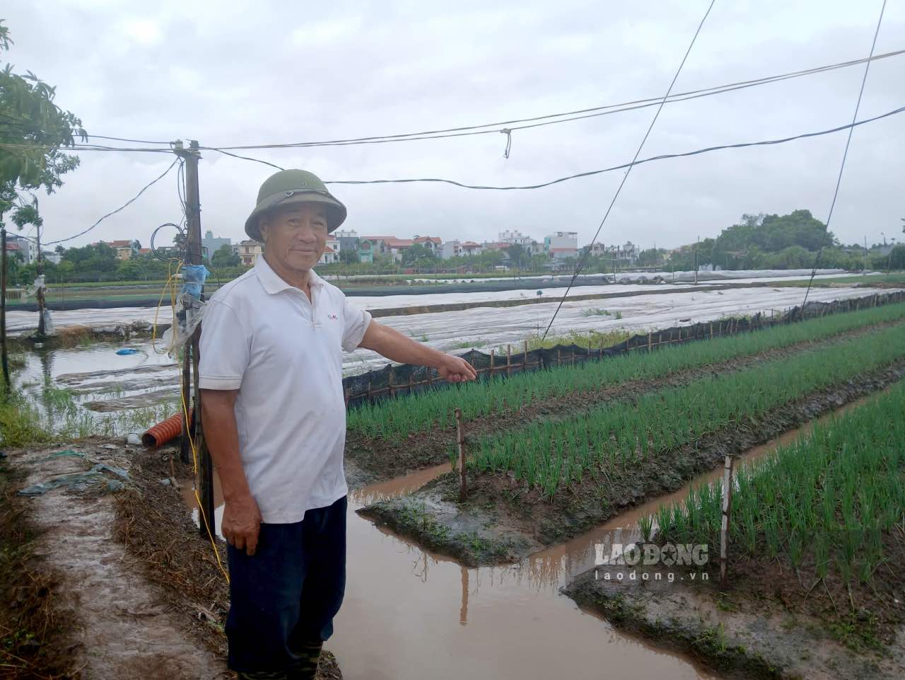 Ong Nguyen Van Suot (73 tuoi) loi bi bom giua ruong de bao ve vuon hanh la gan thu hoach. Anh: Thanh Nhan