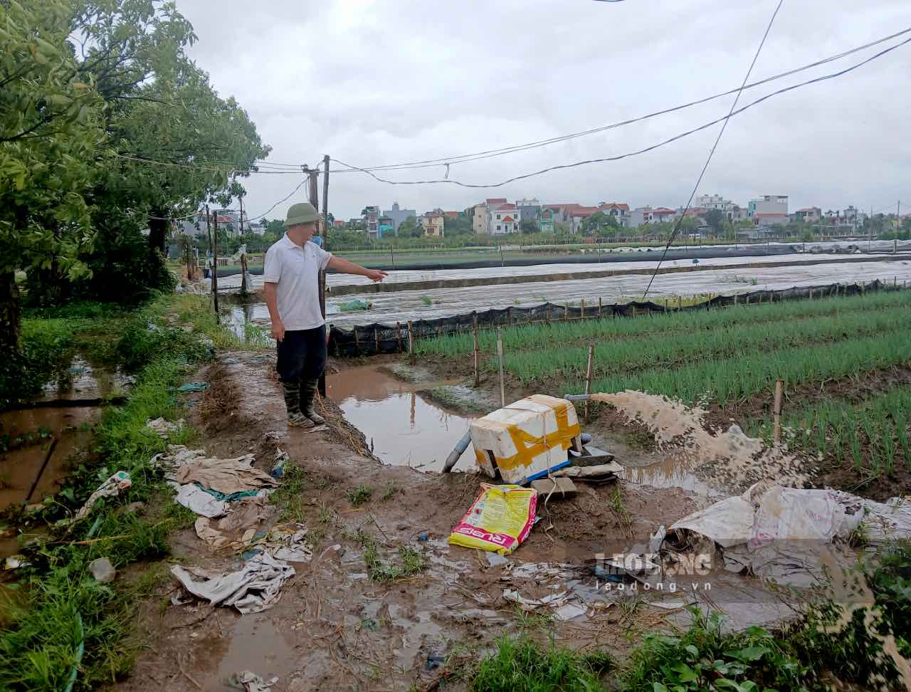 Thuong Cat farmers left to set up pumps to drain water to save their green onions after heavy rain caused by storm No. 10. Photo: Thanh Nhan