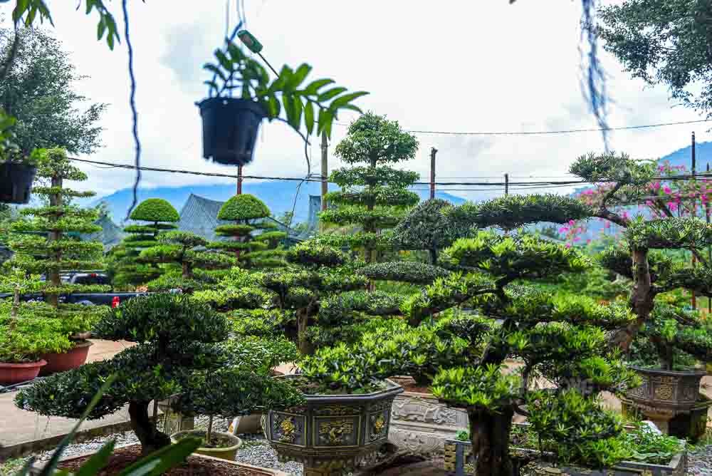 Khoang 80% cu dan la ho di dan tu Nam Dinh, Thai Binh tu thap nien 1960. Ban dau ho gan bo voi cay cam sanh, lua, ngo, rau mau va chan nuoi nho le. Song nang suat cay trong ngan ngay khong cao, thien tai lai thuong xuyen, khien con duong thoat ngheo day gian nan. Buoc ngoat den khi toan thon dong loat chuyen sang trong hoa, cay canh. Hien My Tan co 20 ha trong khoang 70.000 cay, trong do 15 ha la tung la han, moc huong, phan con lai chu yeu la dao canh. Ket qua ro ret: trong 73 ho, da co 20 ho dat thu nhap tren 60 trieu dong/nguoi/nam, doi song cai thien ro ret.