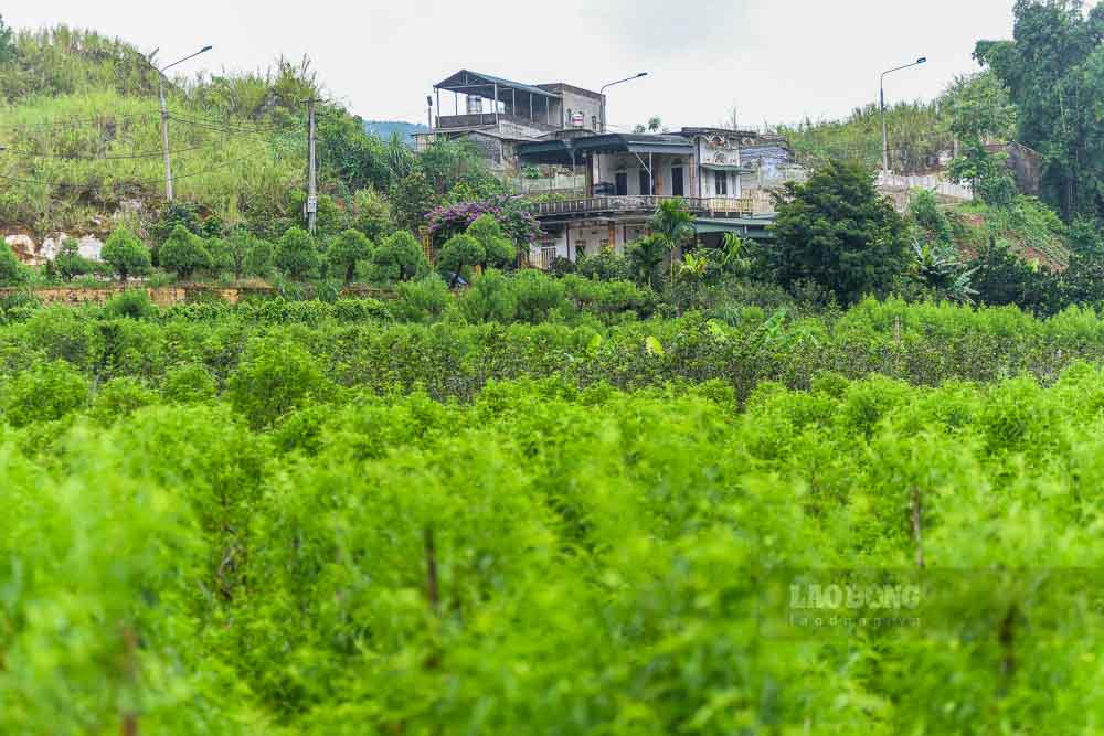 Tu mo hinh chuyen doi co cau cay trong, nguoi dan khong chi thoat ngheo ma con xay dung duoc thuong hieu nong thon moi kieu mau, dua My Tan (xa Tan Quang, huyen Bac Quang, Ha Giang) tro thanh diem sang kinh te – van hoa cua dia phuong. Thon My Tan co dien tich 211 ha, nam o phia dong xa Tan Quang, ven bo song Lo. Dia the tuy thuan loi cho tuoi tieu nhung nhieu nam chiu canh lu lut mua mua. Doc con duong be tong dan vao thon, tung vuon dao, tung la han xanh muot trai dai, ve nen buc tranh lang que yen binh va cang tran suc song.