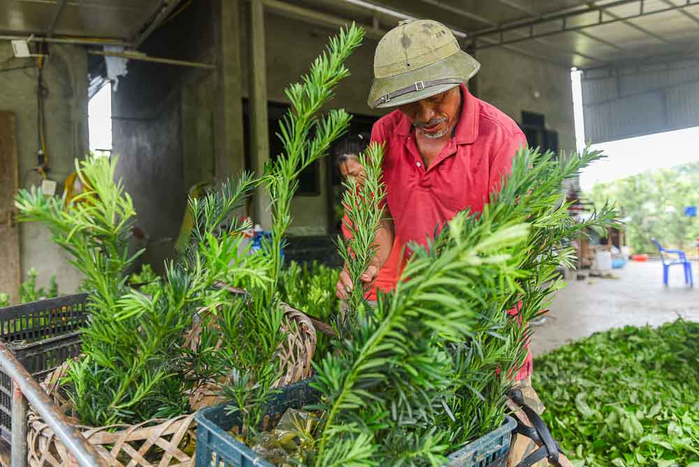Tuy nhien, khong phai ho nao cung du von dau tu. Nhieu gia dinh chon “lay ngan nuoi dai”, trong xen rau mau, che, cam sanh de vua co thu nhap, vua gay von cham cay canh. Trong cay canh phat trien dep phai mat tu 5 – 10 nam, tham chi lau hon moi cho gia tri kinh te. Mo hinh xen canh giup duy tri sinh ke va tao da phat trien vuon lau nam.
