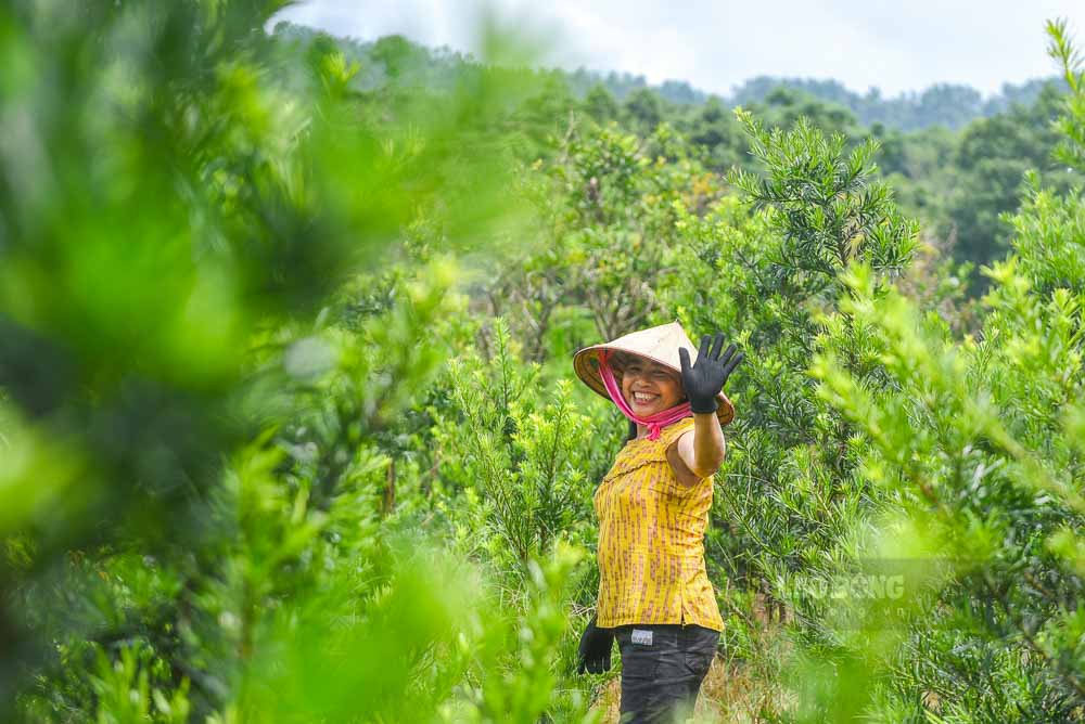 Voi truyen thong va tiem nang san co, My Tan dang huong toi tro thanh vung cay canh tieu bieu, gop phan xay dung nong thon moi kieu mau. Thon da co 2 san pham dat OCOP 3 sao: Dao canh (2018) va Tung la han (2025).
