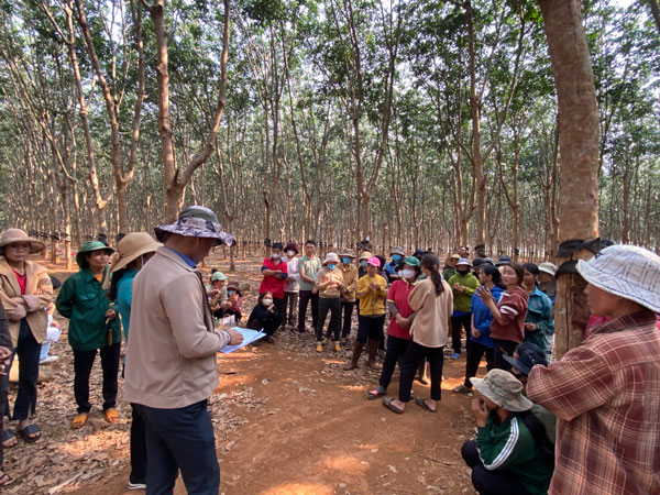 It is necessary to reclaim land for ineffective rubber growing projects of enterprises to redistribution production materials to the poor. Photo: Thanh Tuan